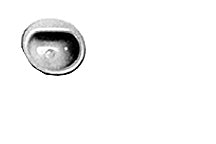 93811 (VAS-24 / pack of 1)